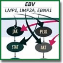 Вирус Эпштейна–Барр в развитии колоректального рака (обзор) 