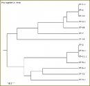 Молекулярно-эпидемиологический мониторинг штаммов Streptococcus Pneumoniae, выделенных у пациентов  пожилого возраста с внебольничными пневмониями