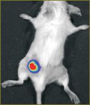 Биолюминесцентный имиджинг опухолевых клеток in vivo с применением оптимизированной люциферазы светляка luc2
