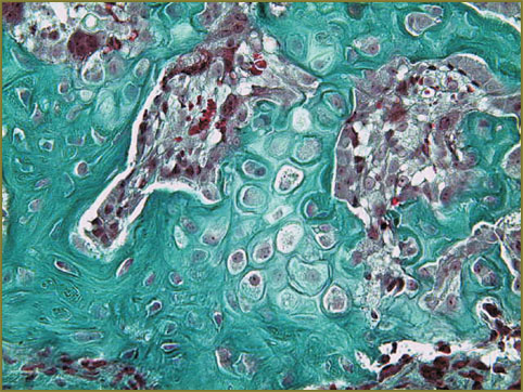 gazhva-fig-6.jpg