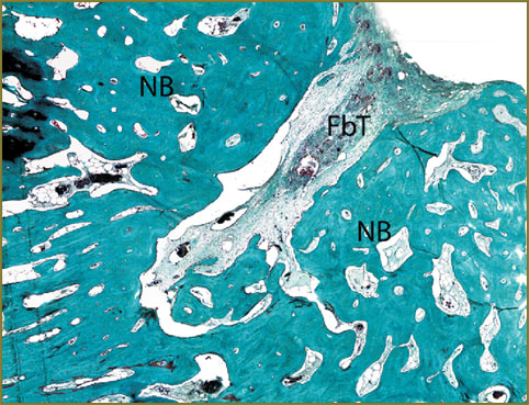 gazhva-fig-7.jpg