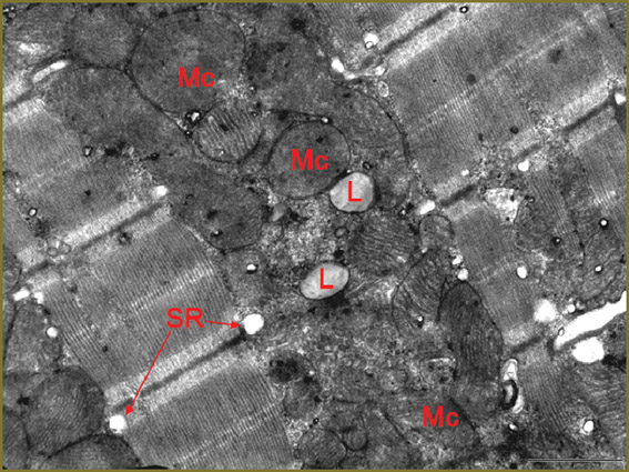 bugrova-fig-3.jpg