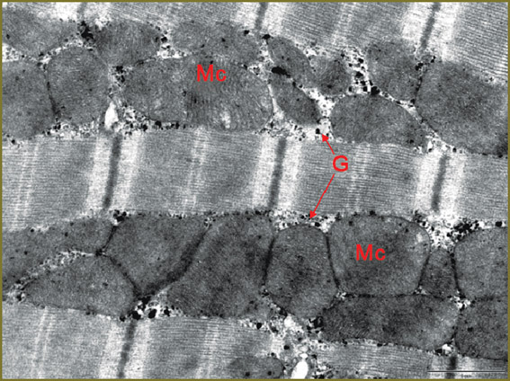 bugrova-fig-5.jpg