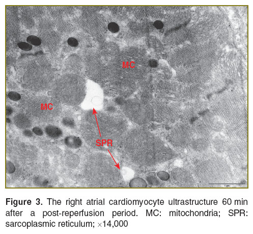 bugrova-fig-3.jpg