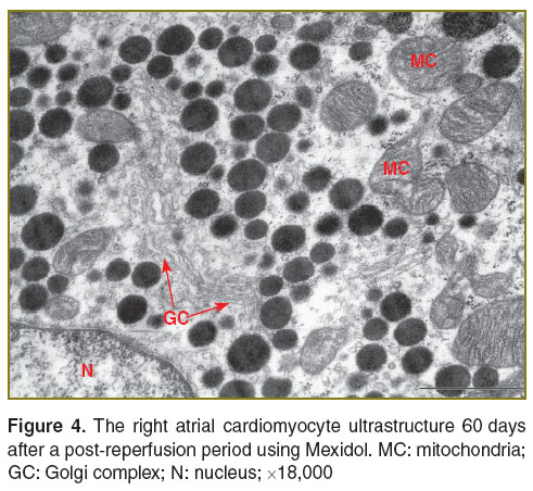 bugrova-fig-4.jpg