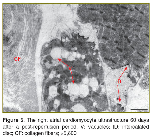 bugrova-fig-5.jpg