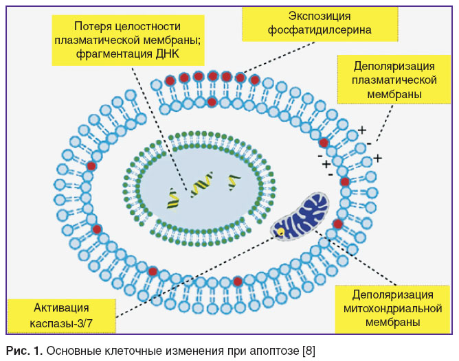 sergeeva-ris-1.jpg