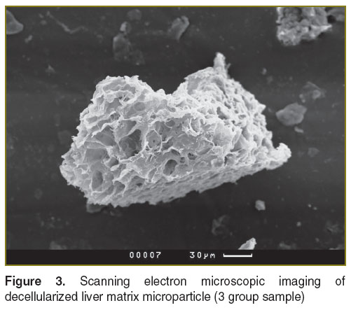 bobrova-fig-3.jpg