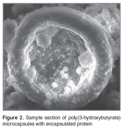 zernov-fig-2.jpg