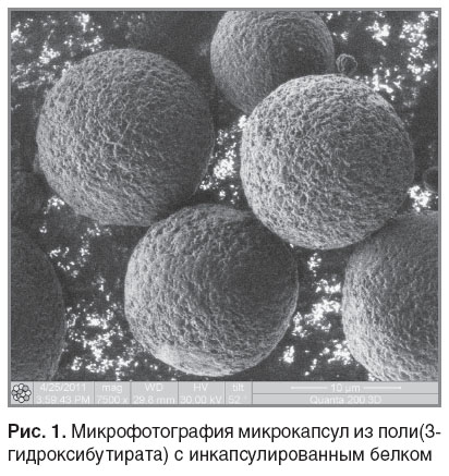 zernov-ris-1.jpg