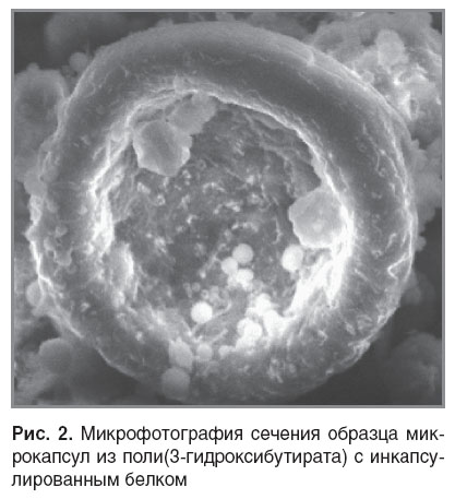 zernov-ris-2.jpg
