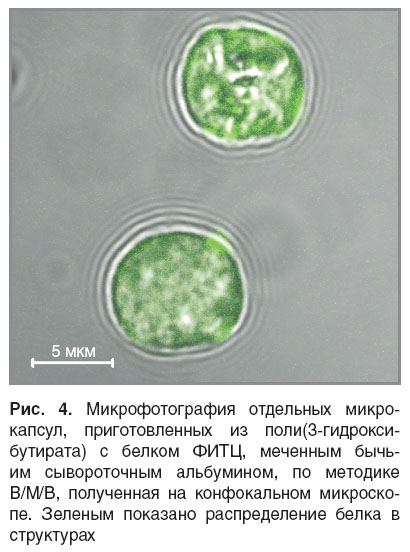 zernov-ris-4.jpg