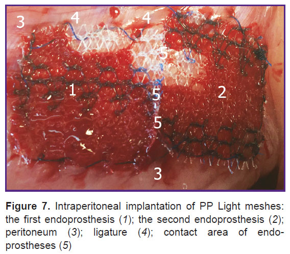 parshikov-fig-7.jpg
