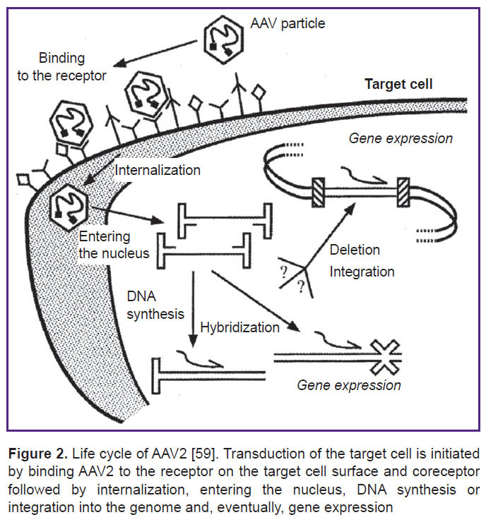 epifanova-fig-2.jpg