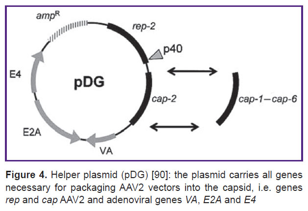 epifanova-fig-4.jpg