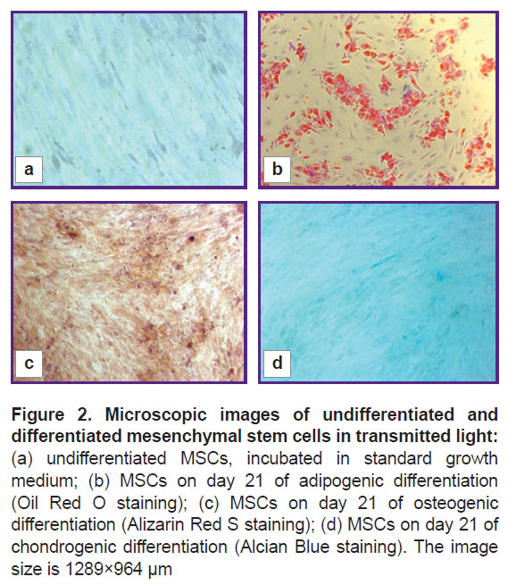meleshina-fig-2.jpg
