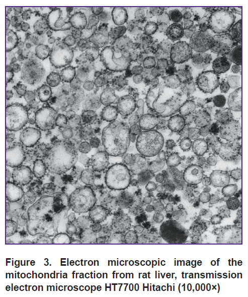 soloveva-fig-3.jpg