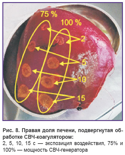 gorokhov-ris-8.jpg