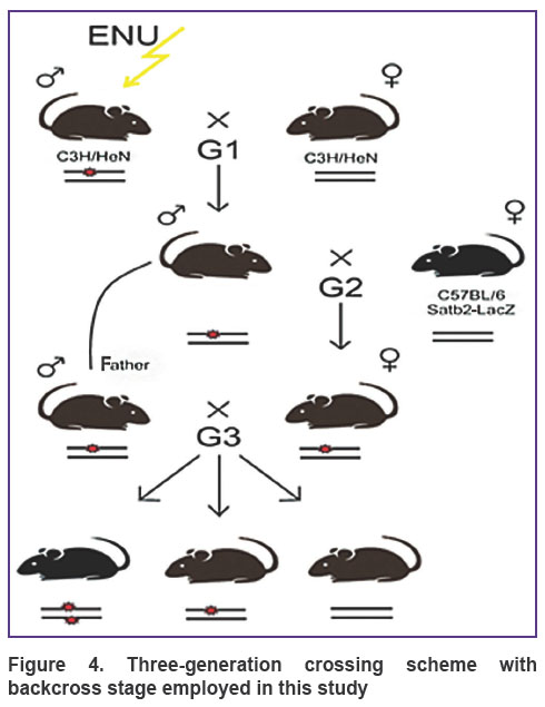 borisova-fig-4.jpg