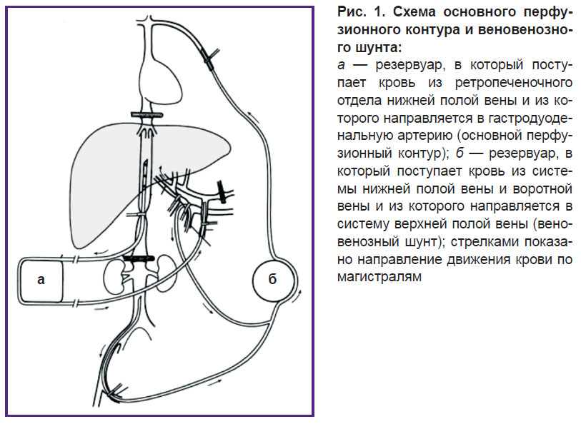 babich-ris-1.jpg