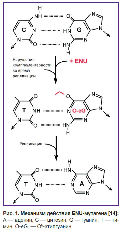 borisova-ris-1.jpg