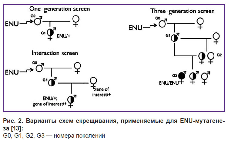 borisova-ris-2.jpg
