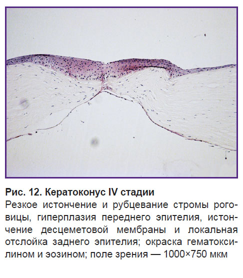 egorova-ris-12.jpg