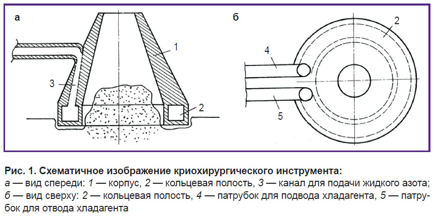kotova-ris-1.jpg