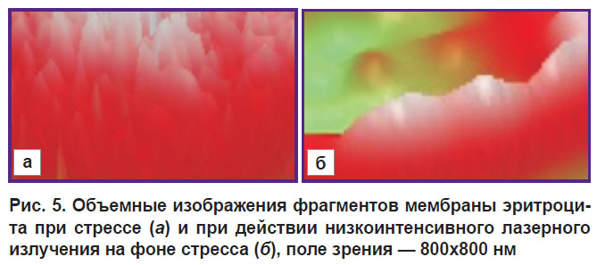 deryugina-ris-5.jpg