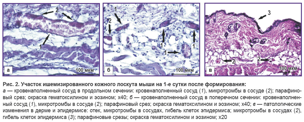 morgun-ris-2.jpg