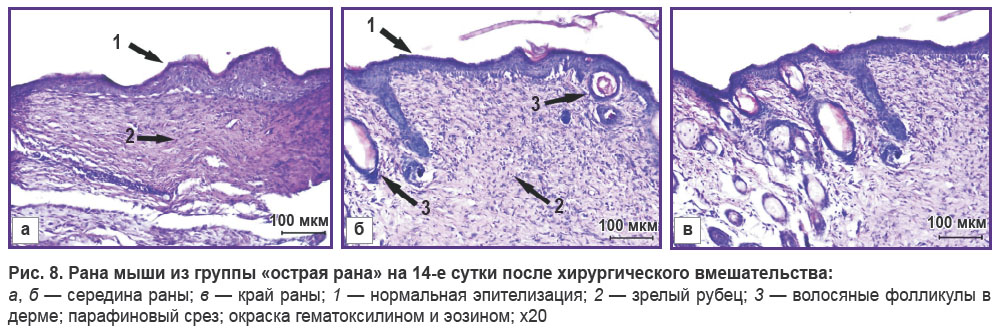 morgun-ris-8.jpg