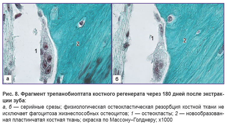 volkov-ris-8.jpg