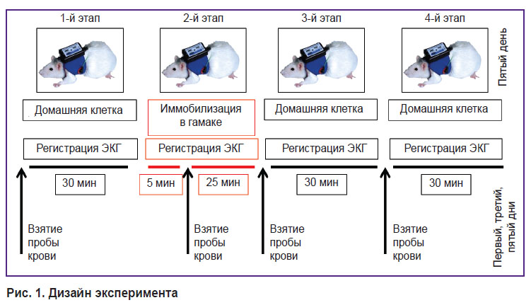 bakhchina-ris-1a.jpg