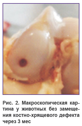 airapetov-ris-2.jpg