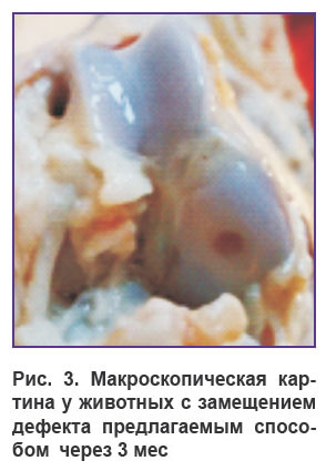 airapetov-ris-31.jpg