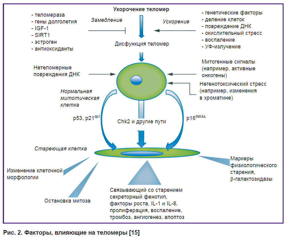 kukes-ris-2.jpg