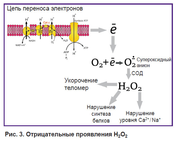 kukes-ris-3.jpg