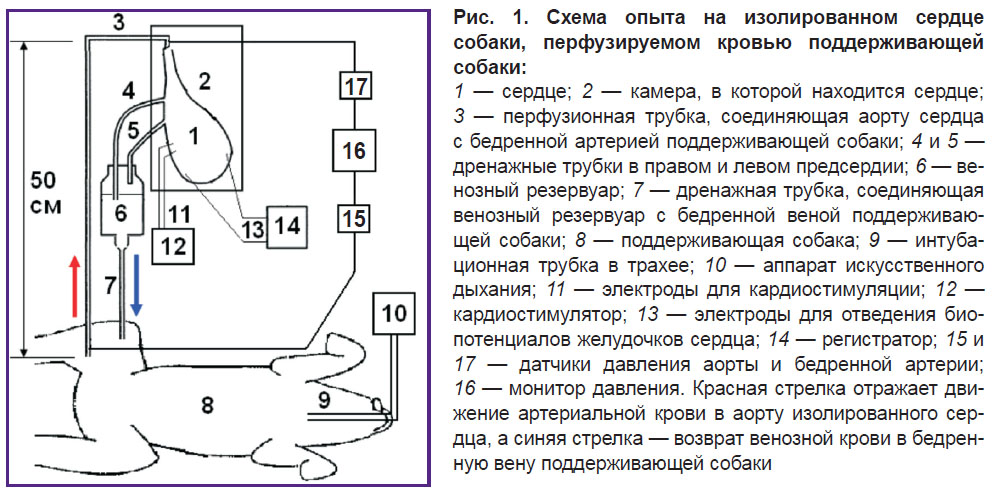 guryanov-ris-1.jpg