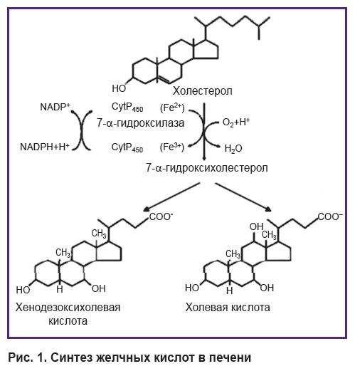 zagoskin-ris-1.jpg
