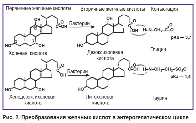 zagoskin-ris-2.jpg