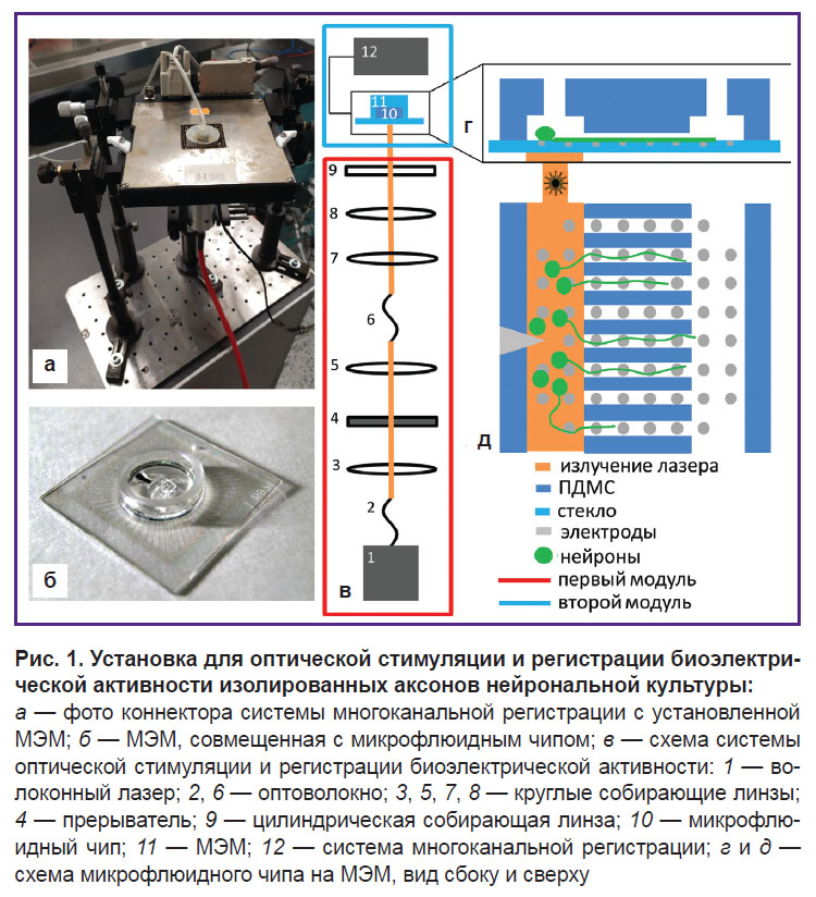 pigareva-ris-1.jpg