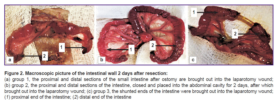 kiseleva-fig-21.jpg