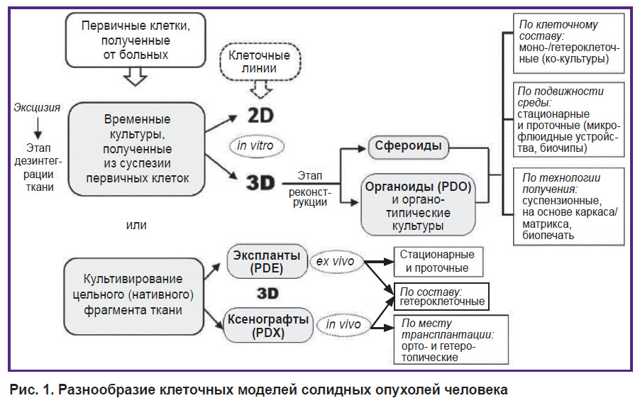 kurmyshkina-ris-1.jpg