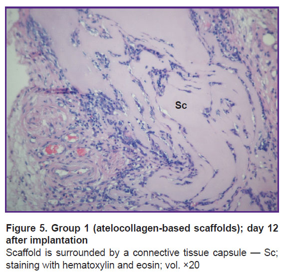 isaeva-fig-5.jpg