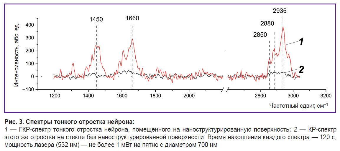 morozova-ris-3.jpg